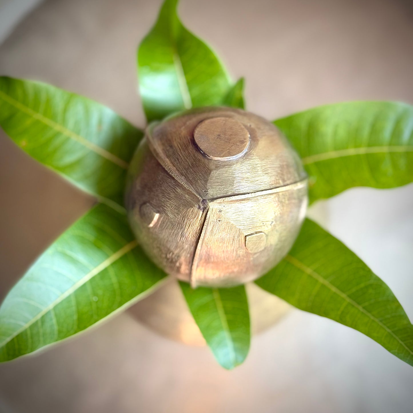 Vintage Bronze Coconut