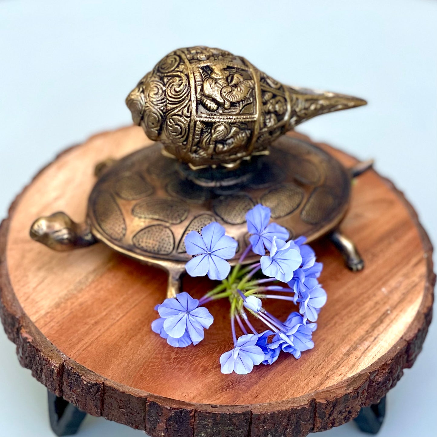 Kala Gurjari Shankha