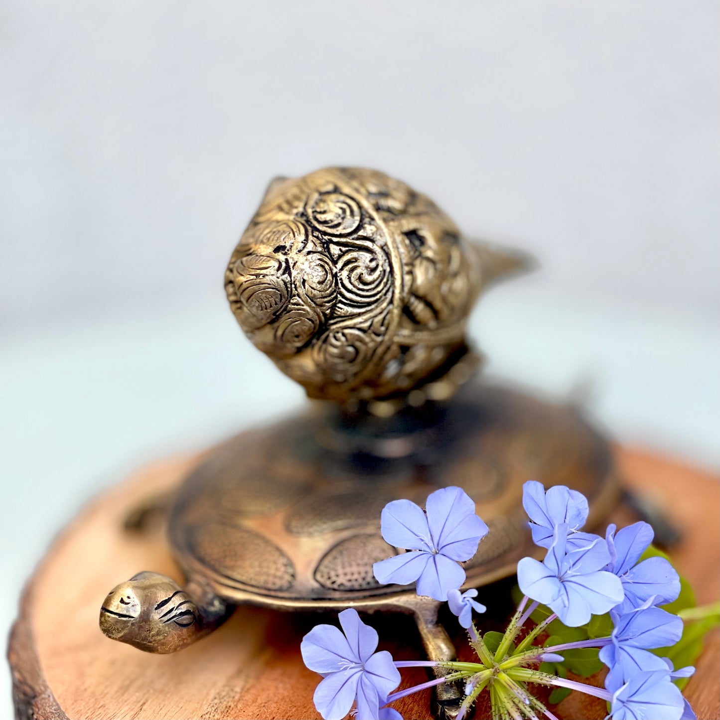 Kala Gurjari Shankha